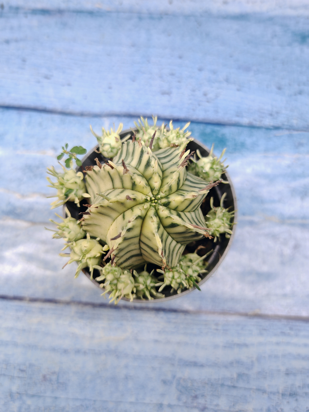 Euphorbia meloformis f. Variegated (Эуфорбия вариегатная)