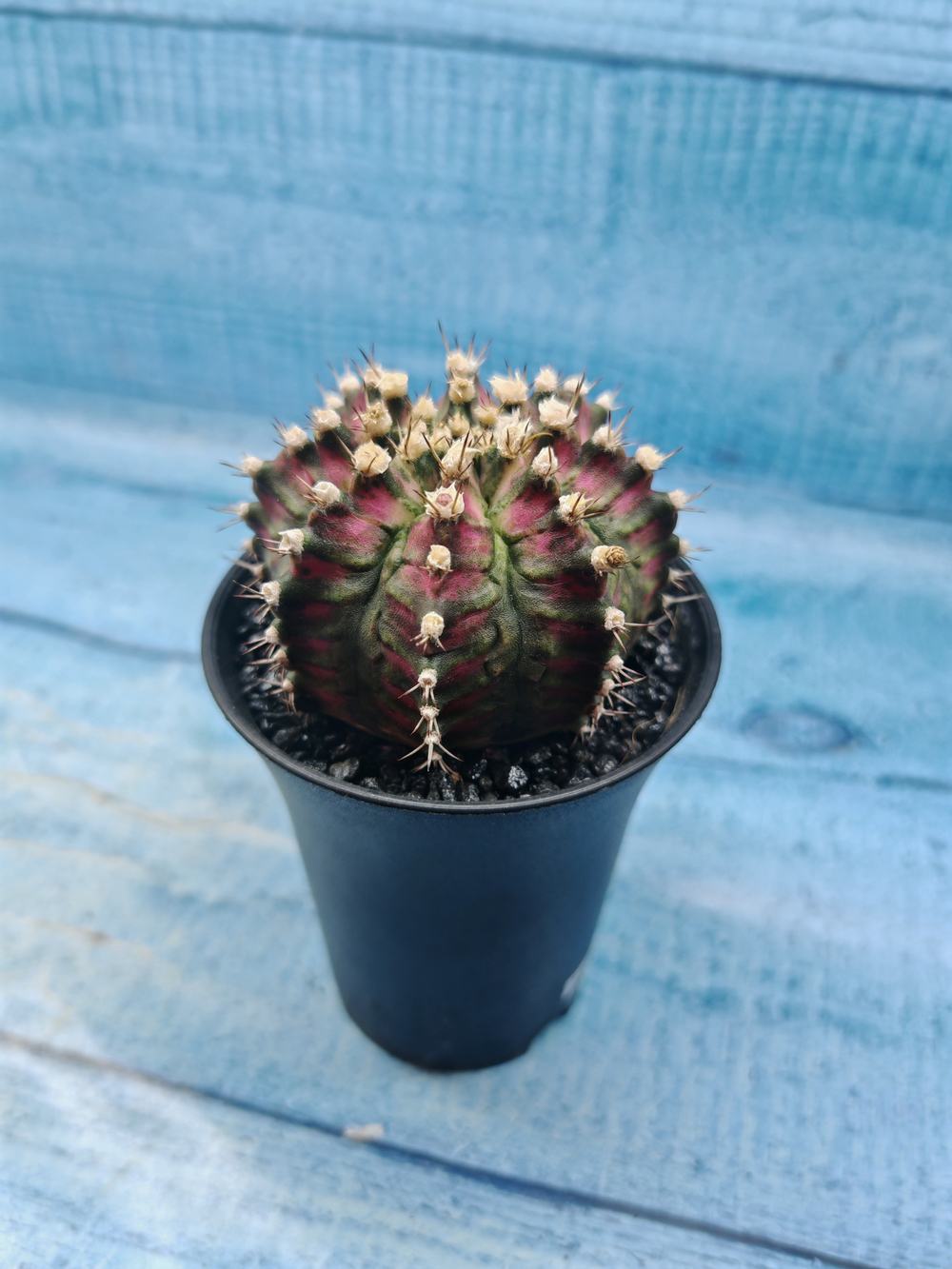 Gymnocalycium T-Rex Pink hybride (Гимнокалициум T-rex)