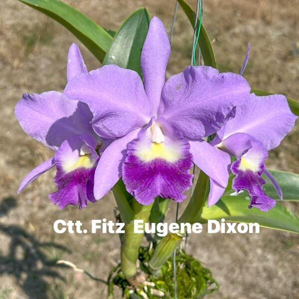 Орхидея цикатонея CCT. FITZ EUGENE DIXON