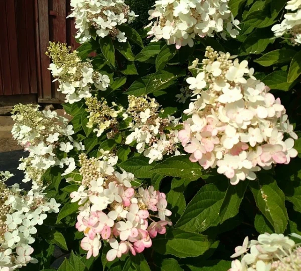 Pandria (Пандриа ) Метельчатая Р9