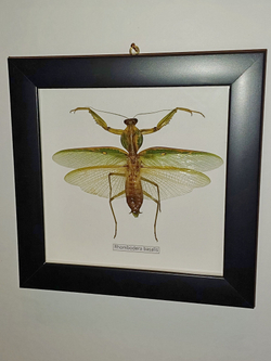 Богомол Rhombodera basalis в рамке