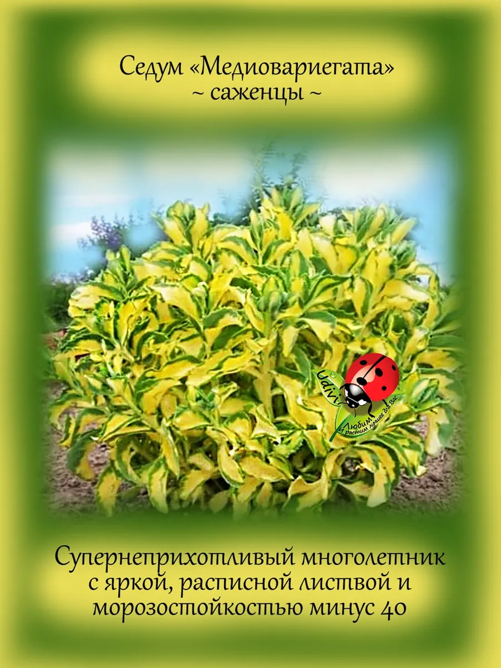 Седум Медиовариегата очиток многолетний