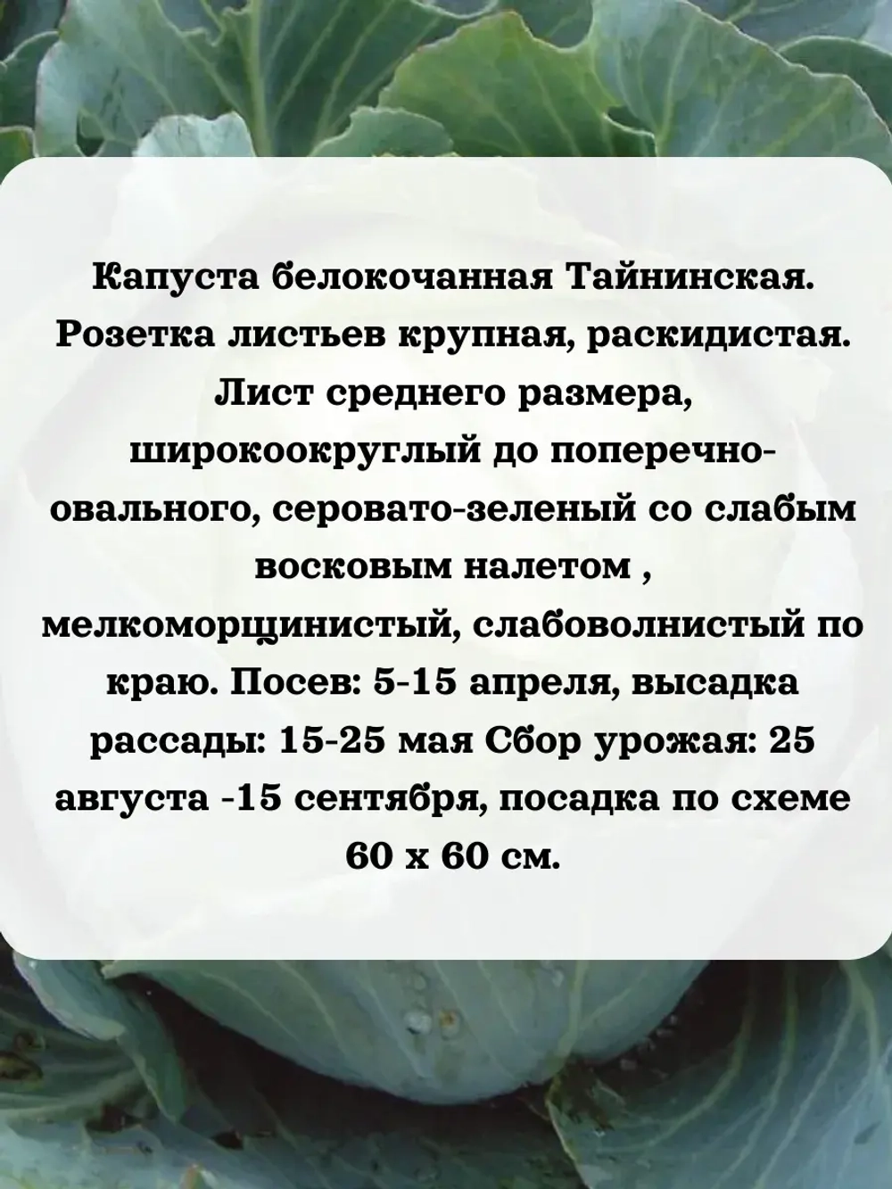 Семена капуста белокочанная Тайнинская 5 гр