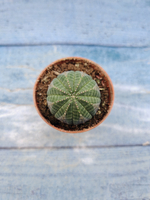 Euphoria Obesa (Эуфорбия)