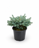 Ель "Glauca Globosa"