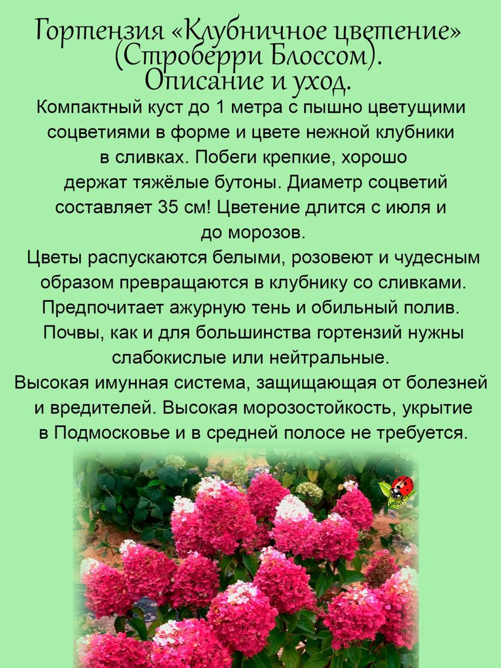 Гортензия Клубничное цветение Строберри Блоссом метельчатая