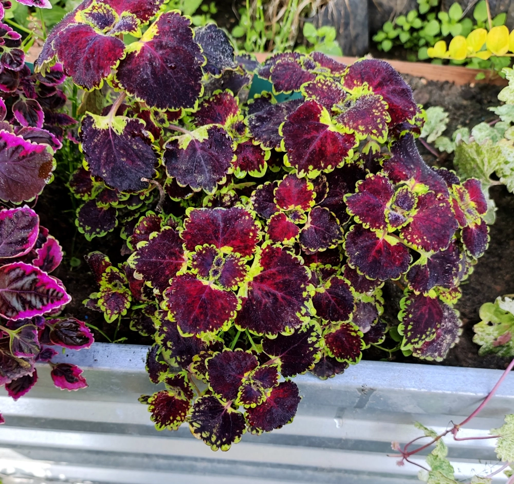 Trailing Burgundy колеус