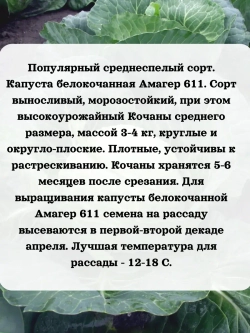 Семена капуста белокочанная Амагер 611 1 гр