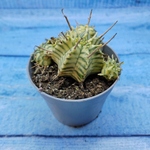 Euphorbia meloformis f. Variegated (Эуфорбия вариегатная)