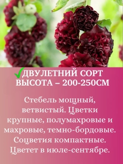 Семена Шток-роза Темно-бордовая