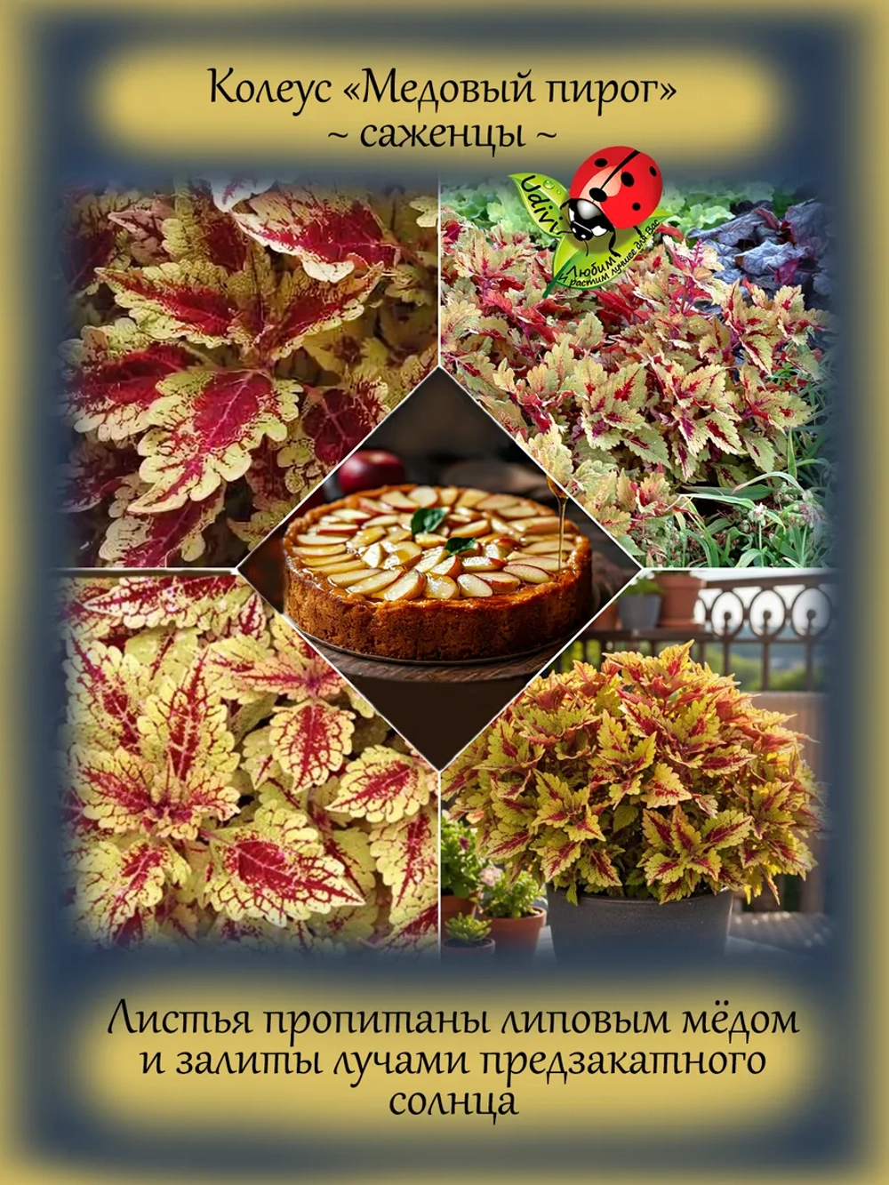 Колеус Медовый пирог