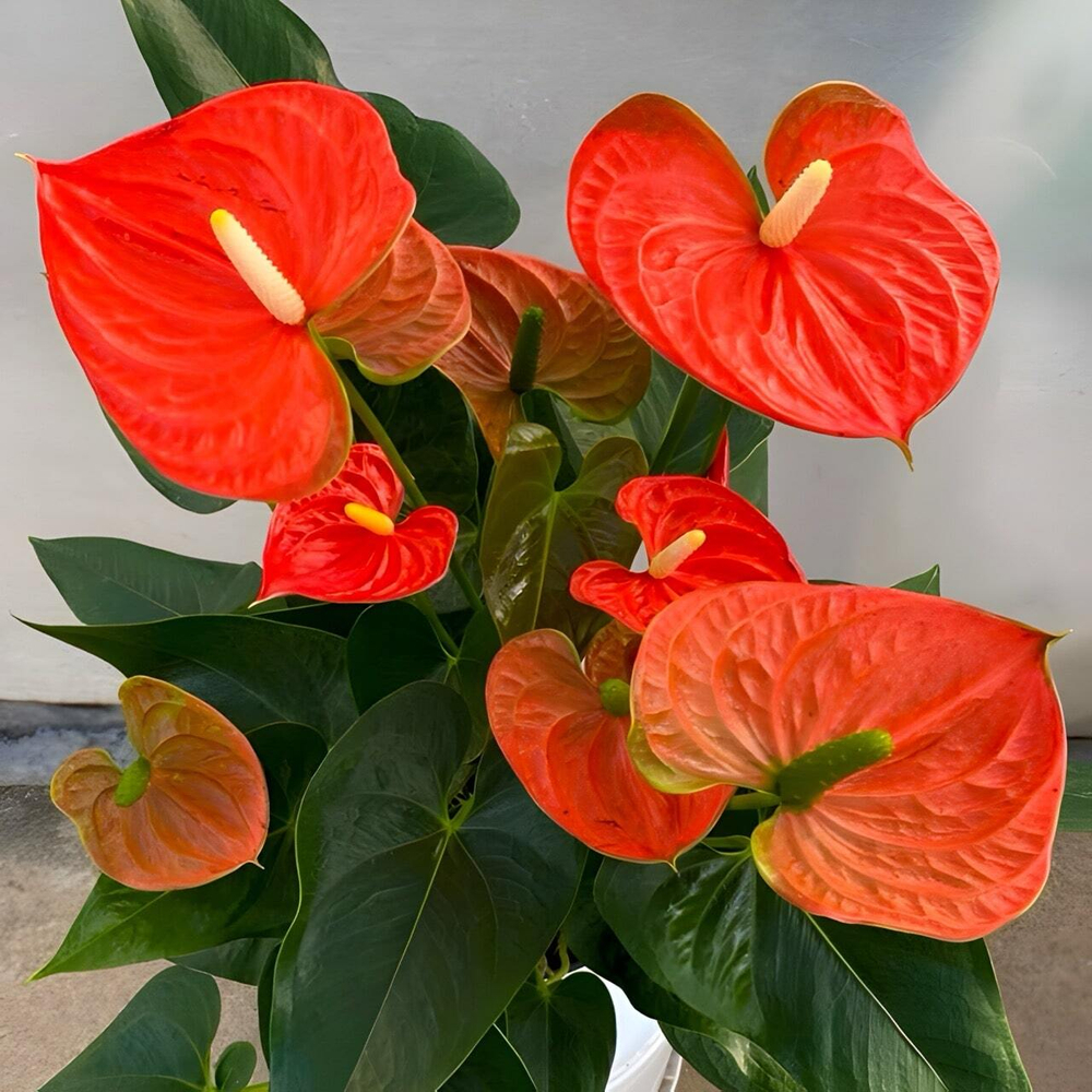 Антуриум Андре SIERRA ORANGE