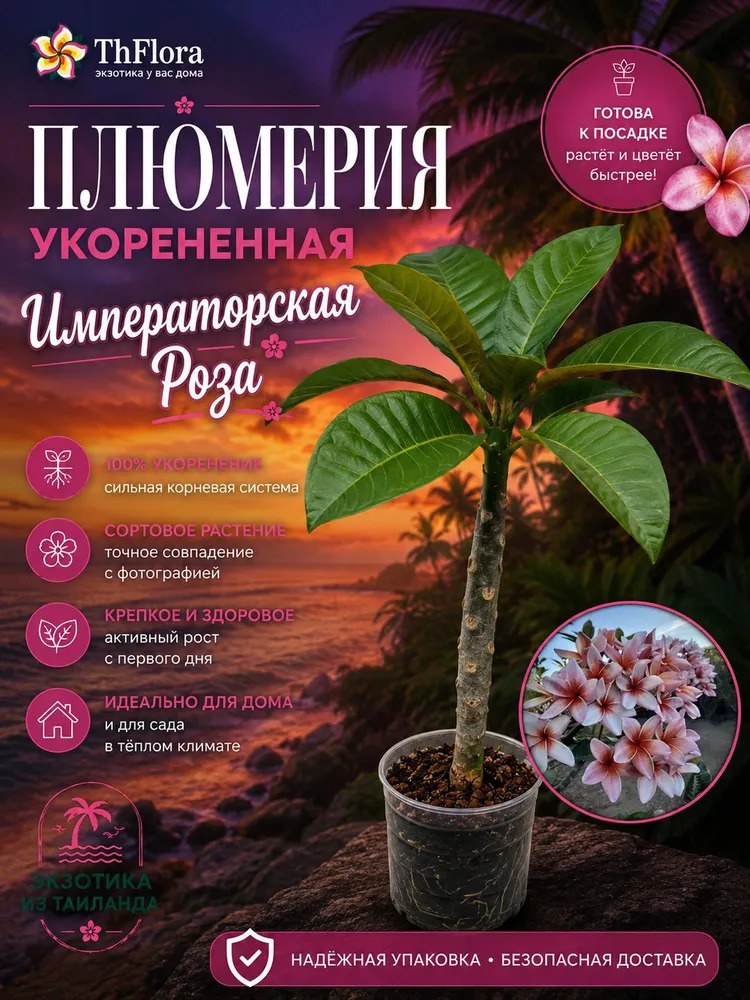 Плюмерия "Императорская Роза" укорененное растение