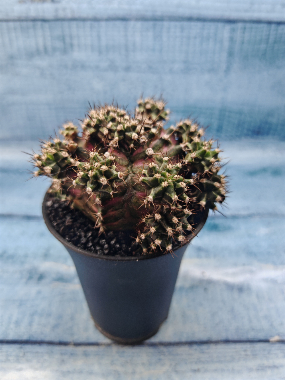 Gymnocalycium T-Rex Pink hybride (Гимнокалициум)