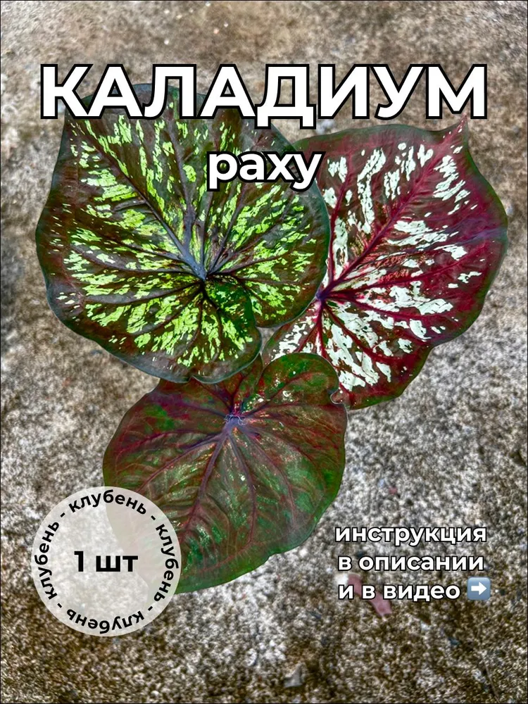 Каладиум Раху клубень