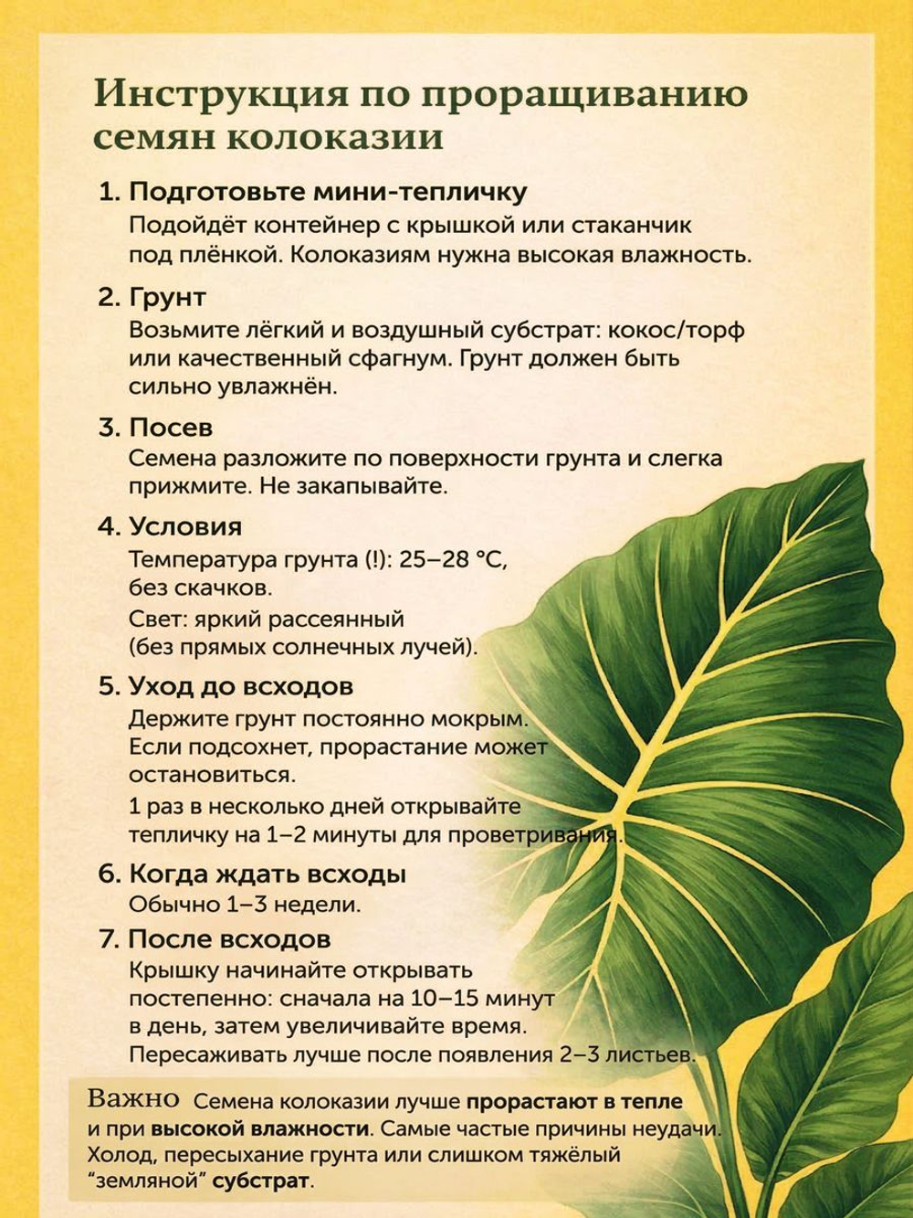 Колоказия БуаЧомпу BuaChompoo семена 5 штук