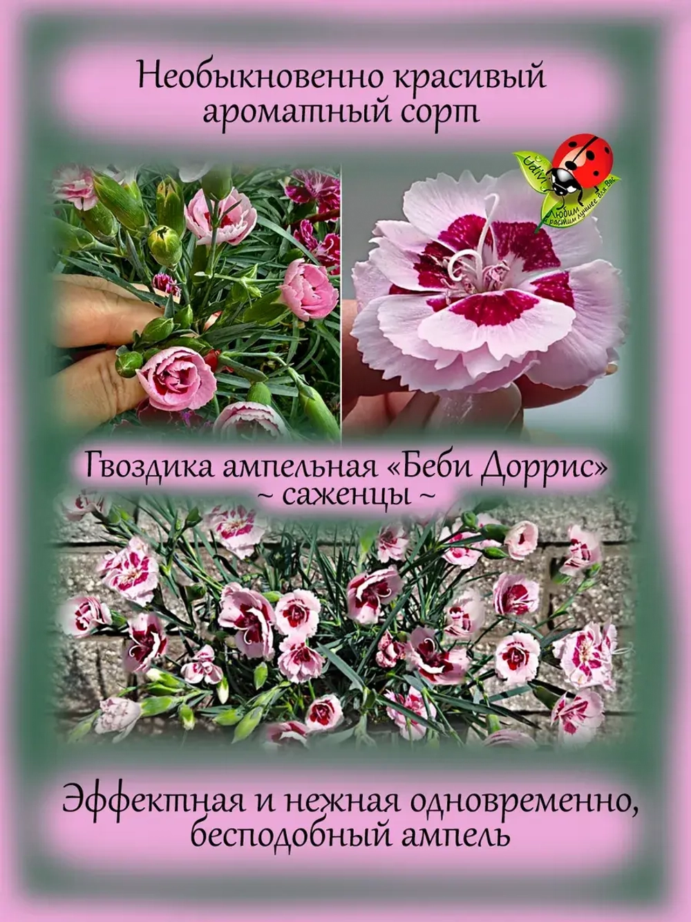 Гвоздика Беби Дорис ампельная