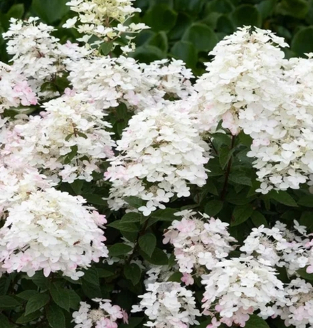 Гортензия метельчатая Тач оф Пинк - прикосновение Розового (Hydrangea paniculata Touch Of Pink)