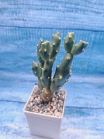 Cumulopuntia Bolivana (Кумулопунция)