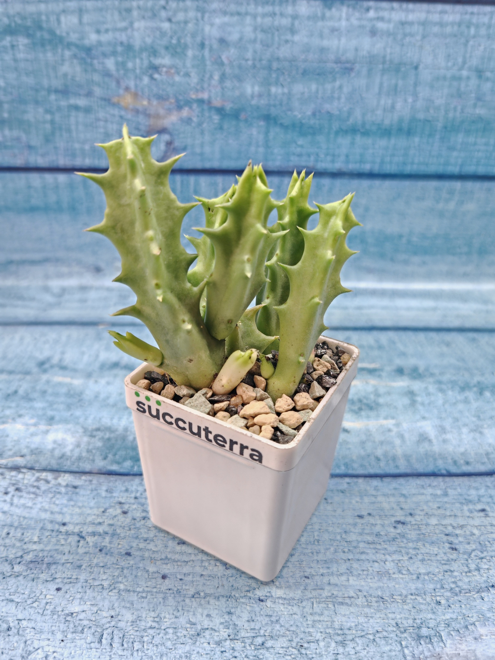 Huernia Macrocarpa (Гуерния)