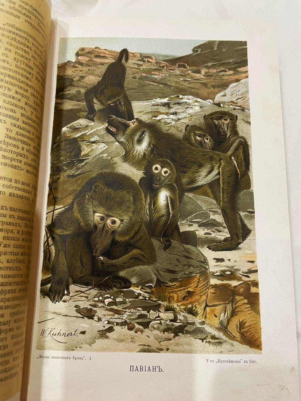 "Жизнь животных в трех томах". 1903г.