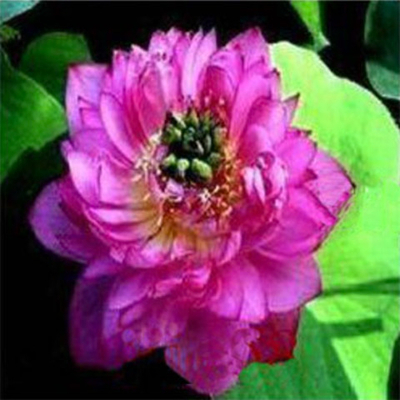 Лотос орехоносный Mauve Jade семена 2 шт