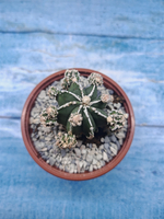 Astrophytum Myriostigma "Hakujo Fukuryu" (Астрофитум)