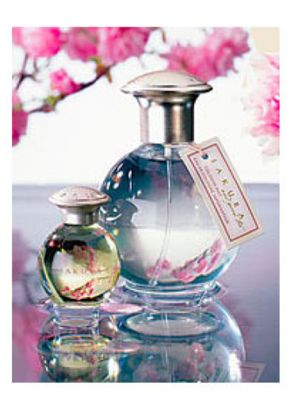 TerraNova Sakura and Green Tea