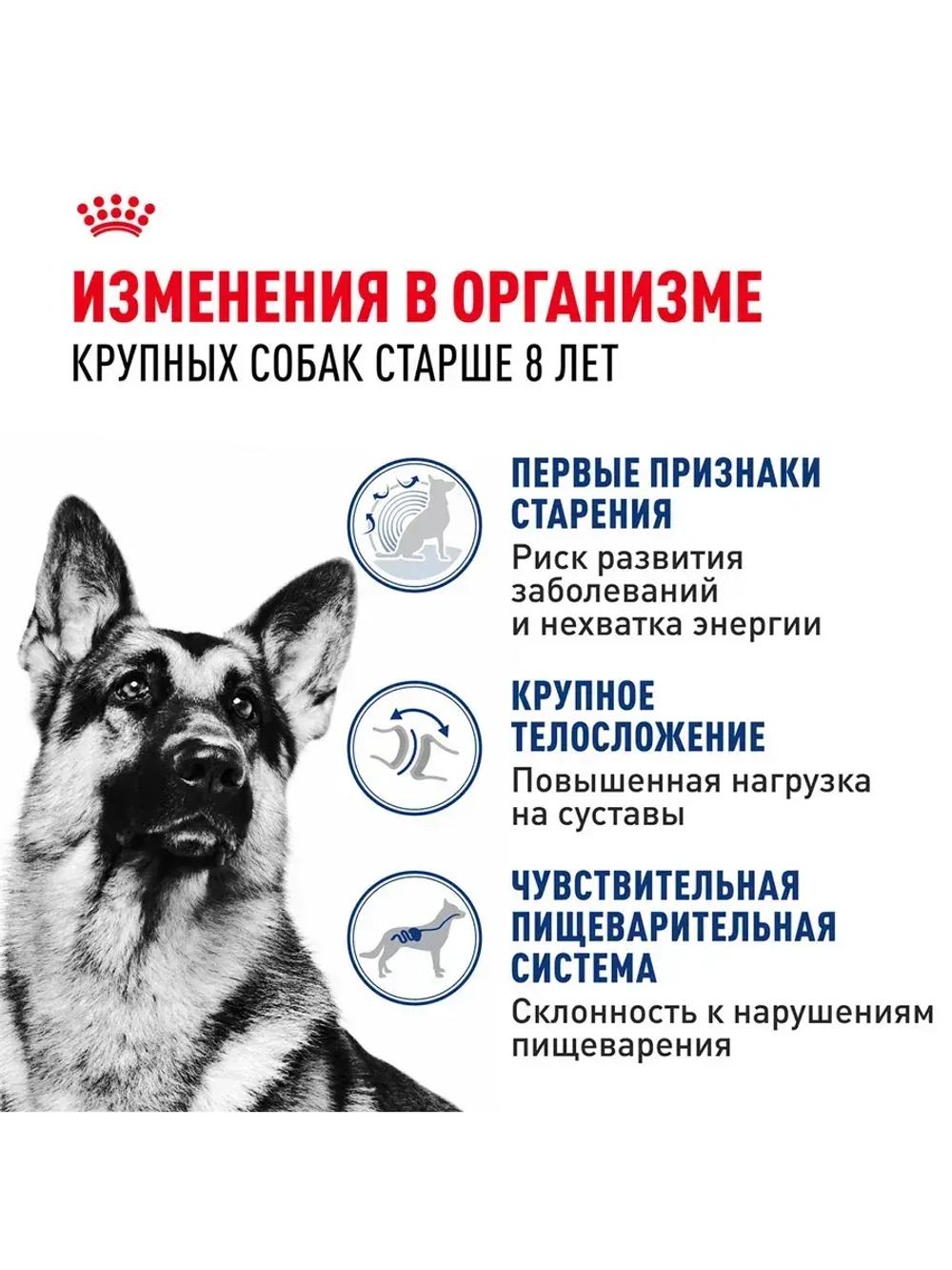 Royal Canin Maxi Adult 8+ (РоялКанин Макси Эджен 8+)для стареющих собак крупных пород (весом от 26 до 44 кг) в возрасте 8 лет и старше 15кг