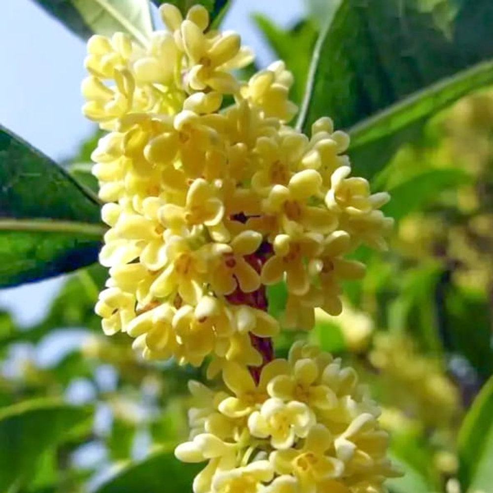Османтус душистый – Osmanthus fragrans (38)