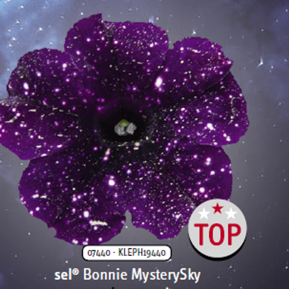 ЕВРО Петуния sky family Mistery Sky укорененный черенок ОКС