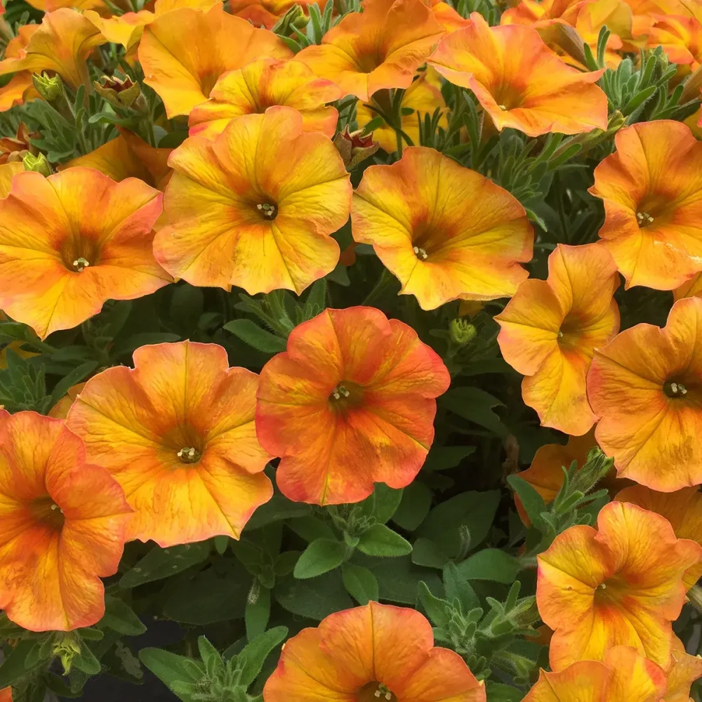 Петуния ампельная петхоа Beautical Sunset Orange (П13)