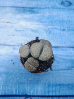 Lithops sp. (Литопсы)