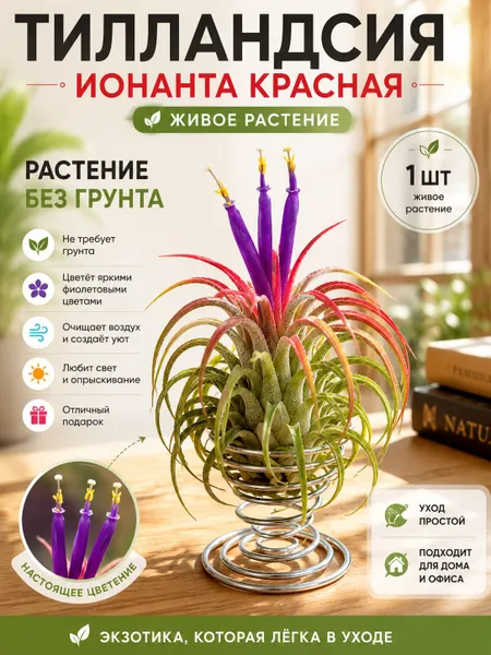 Тилландсия ионанта ред (Ionantha red) — атмосферное растение