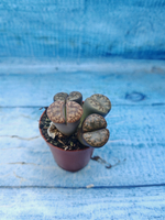 Lithops sp. (Литопсы)