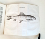 "Recherches sur les origines celtiques, principalement sur celles du Bugey. Par Pierre J.J.Bacon-Tacon