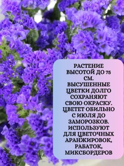 Семена Статица Суприм синяя 1 грамм