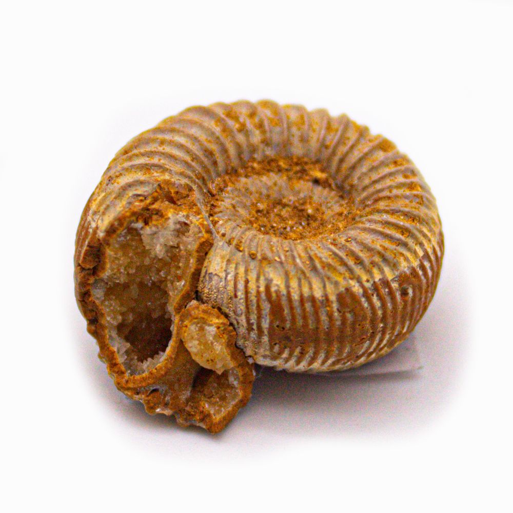 Аммонит (Мадагаскар)