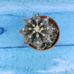 Gymnocalycium Friedrichii (Гимнокалициум)