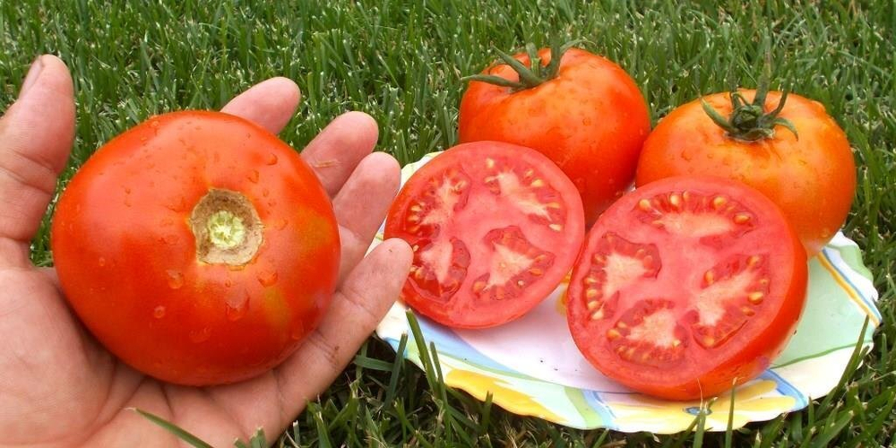 Помидоры Креольский из Нового Орлеана - Creole from New Orleans Tomato