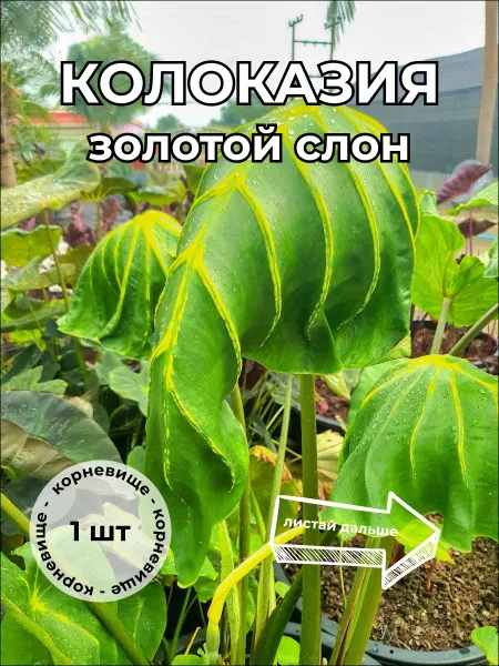 Колоказия "Золотой слон" корневище
