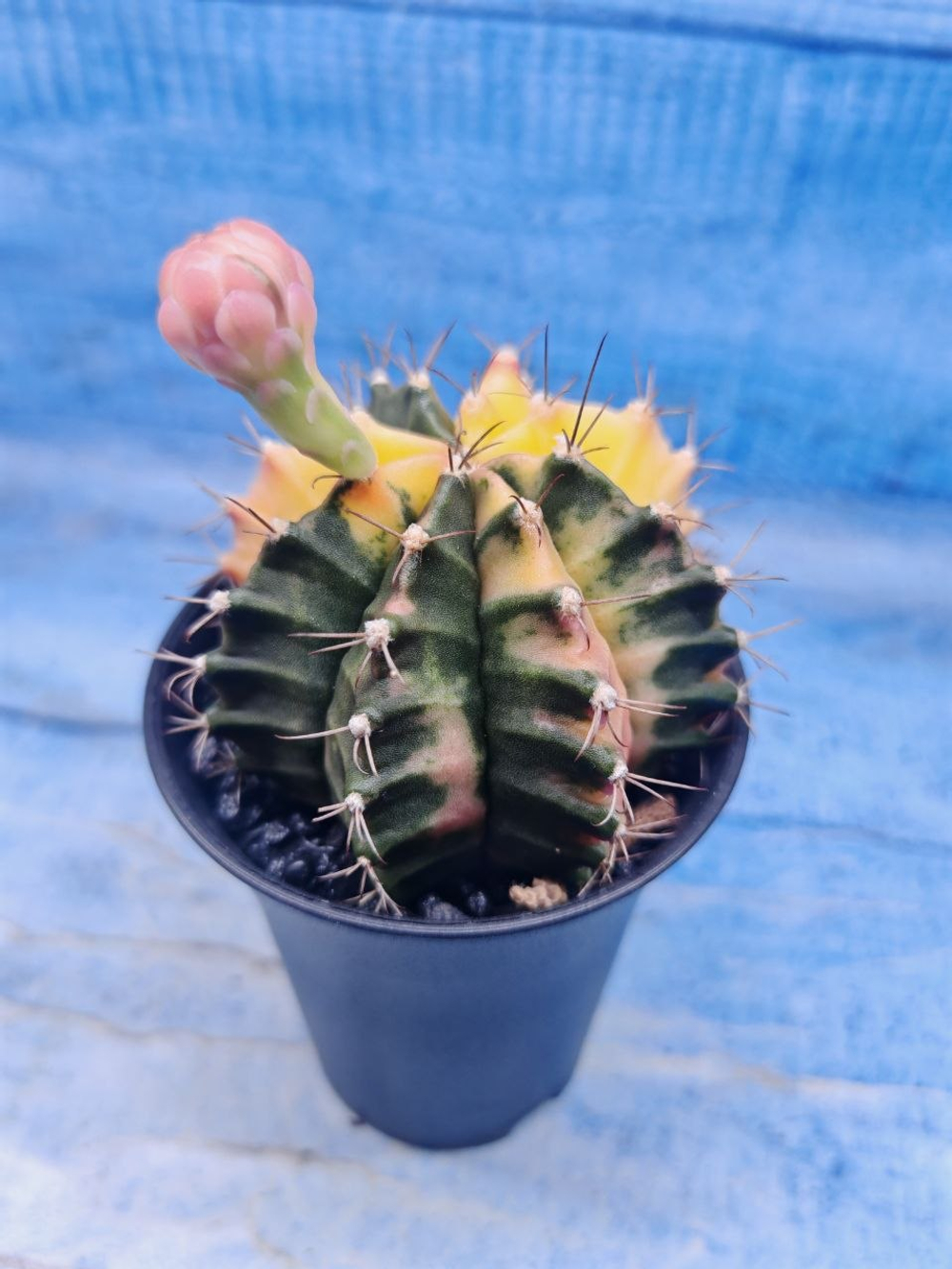 Gymnocalycium Variegata (Гимнокалициум Вариегатный)