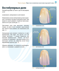 АНАТОМИЯ ПЕРЕДНИХ ЗУБОВ И ИЗУЧЕНИЕ ПРИНЦИПОВ ЕСТЕСТВЕННОЙ УЛЫБКИ