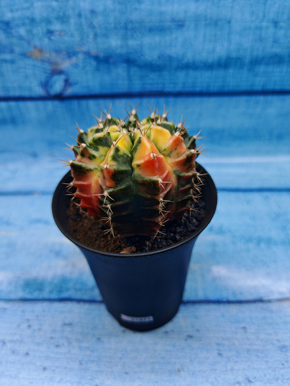 Gymnocalycium Variegata (Гимнокалициум Вариегатный)
