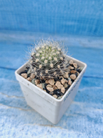 Neoporteria Gerocephala (Неопортения)