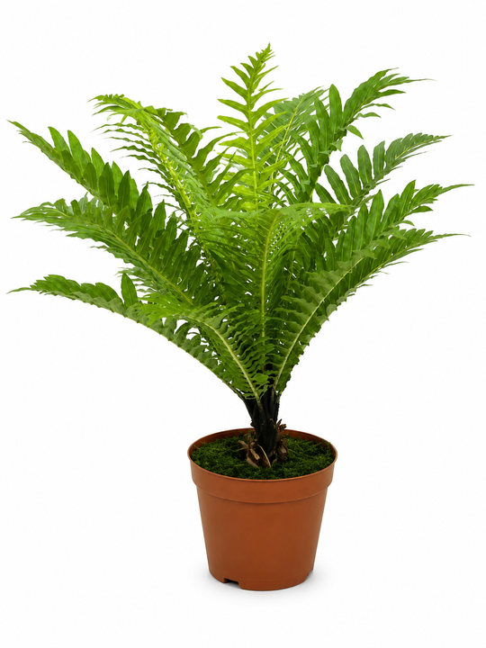 Папоротник Blechnum gibbum д.14