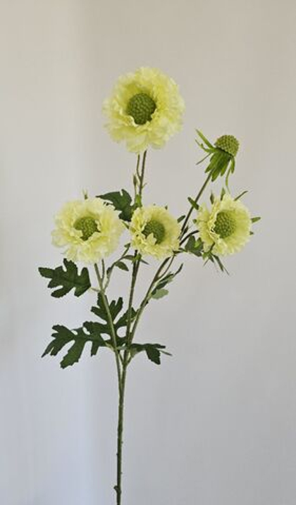 Скабиоза / Арт 2485