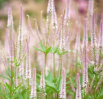 Вероникаструм виргинский "Roseum". Veronicastrum virginicum "Roseum".