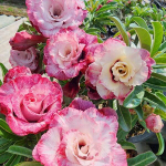 Адениум PINK CROWN