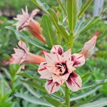 Адениум CITRUS BREEZE (R17)